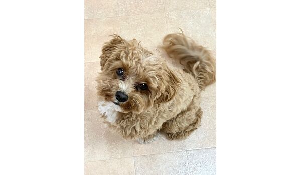 犬のしつけ教室・出張レッスン・無駄吠えの矯正レッスンを行うドッグスクールヴィッセの新入生です。　　～5月19日～