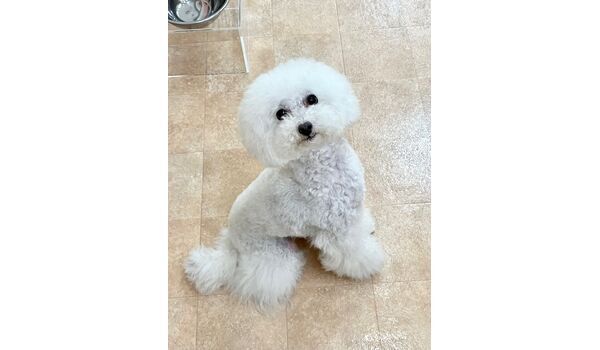 犬のしつけ教室・出張レッスン・無駄吠えの矯正レッスンを行うドッグスクールヴィッセの新入生です　　～5月28日～