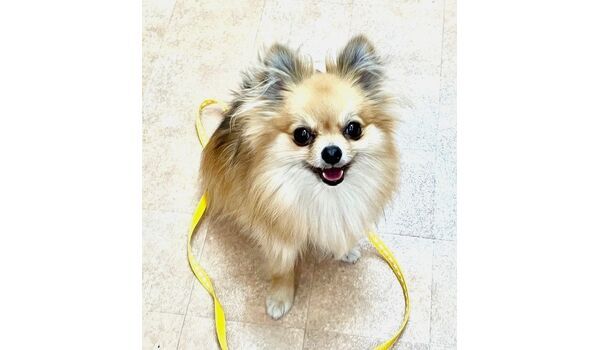 犬のしつけ教室・出張レッスン・無駄吠えの矯正レッスンを行うドッグスクールヴィッセの新入生です。　　～5月31日～