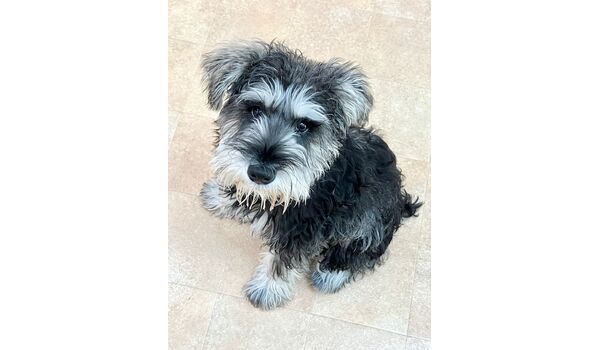 犬のしつけ教室・出張レッスン・無駄吠えの矯正レッスンを行うドッグスクールヴィッセの新入生です　　～6月4日～