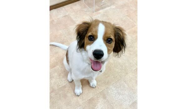 犬のしつけ教室・出張レッスン・無駄吠えの矯正レッスンを行うドッグスクールヴィッセの新入生です。～６月９日～